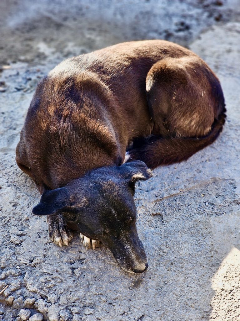 A black and brown colour street dog is sleeping in the footpath. From Parvati hills, Pune, Maharashtra.