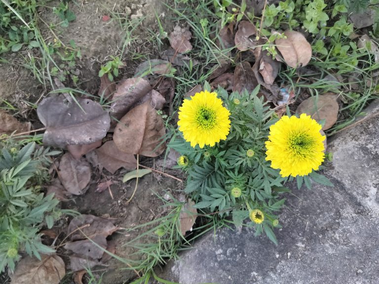 Two bright yellow marigold flowers in full bloom with green foliage, surrounded by dried leaves on the ground next to a gray stone edge.