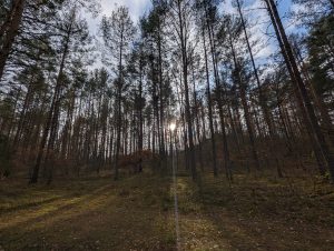 Sunset through the trees. Lithuania, autumn, forest