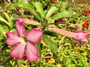 View larger photo: Pink colour Adenium flower and buds from my aunt’s garden. Located in Kolathara, Kozhikode, Kerala. It’s also known as desert rose. 