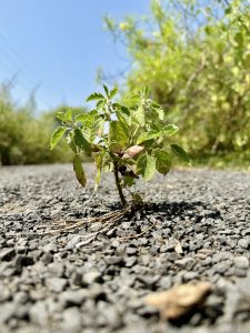 A small green plant with multiple leaves sprouting through a crack in a textured asphalt surface, with blurred greenery in the background under a bright sunny sky.