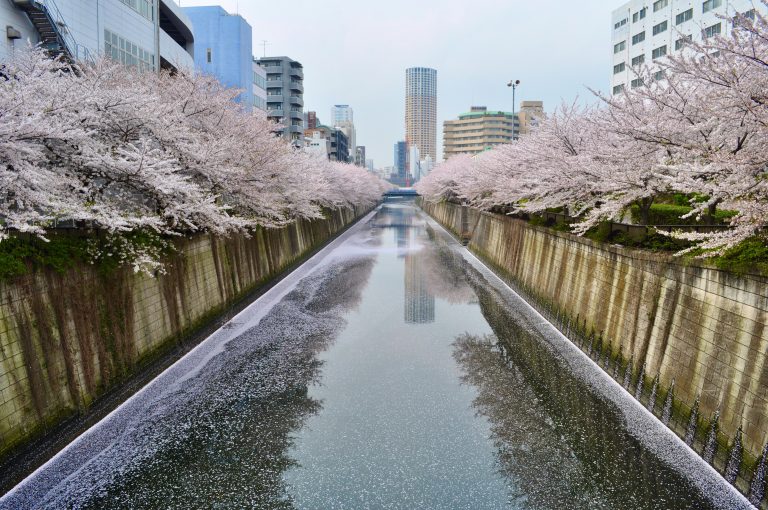 Cherry blossom trees in bloom over a canal in Nakameguro, Tokyo, Japan.