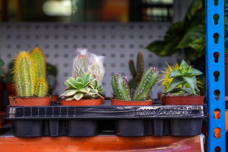 Various cacti and succulent plants at a nursery