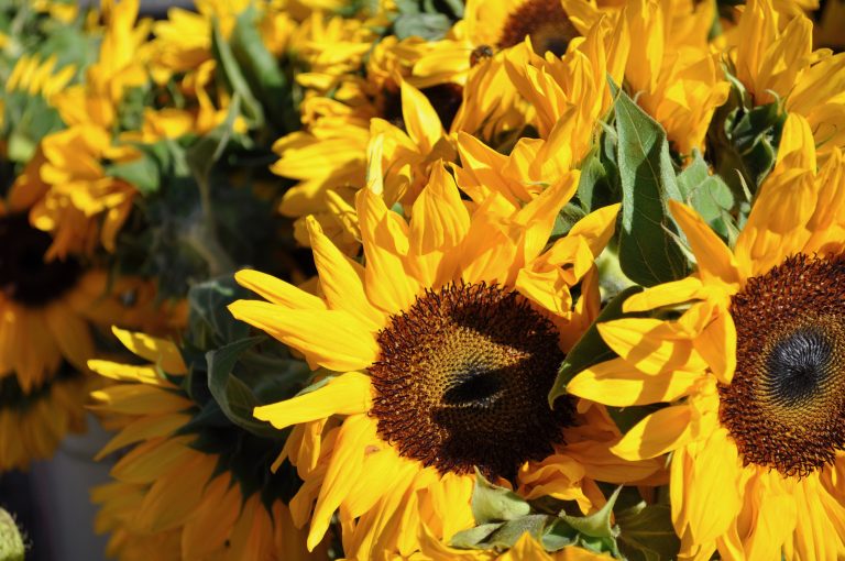 Bright yellow sunflowers in full bloom with a clear focus on the vibrant petals and dark centers, set against a sunlit backdrop.