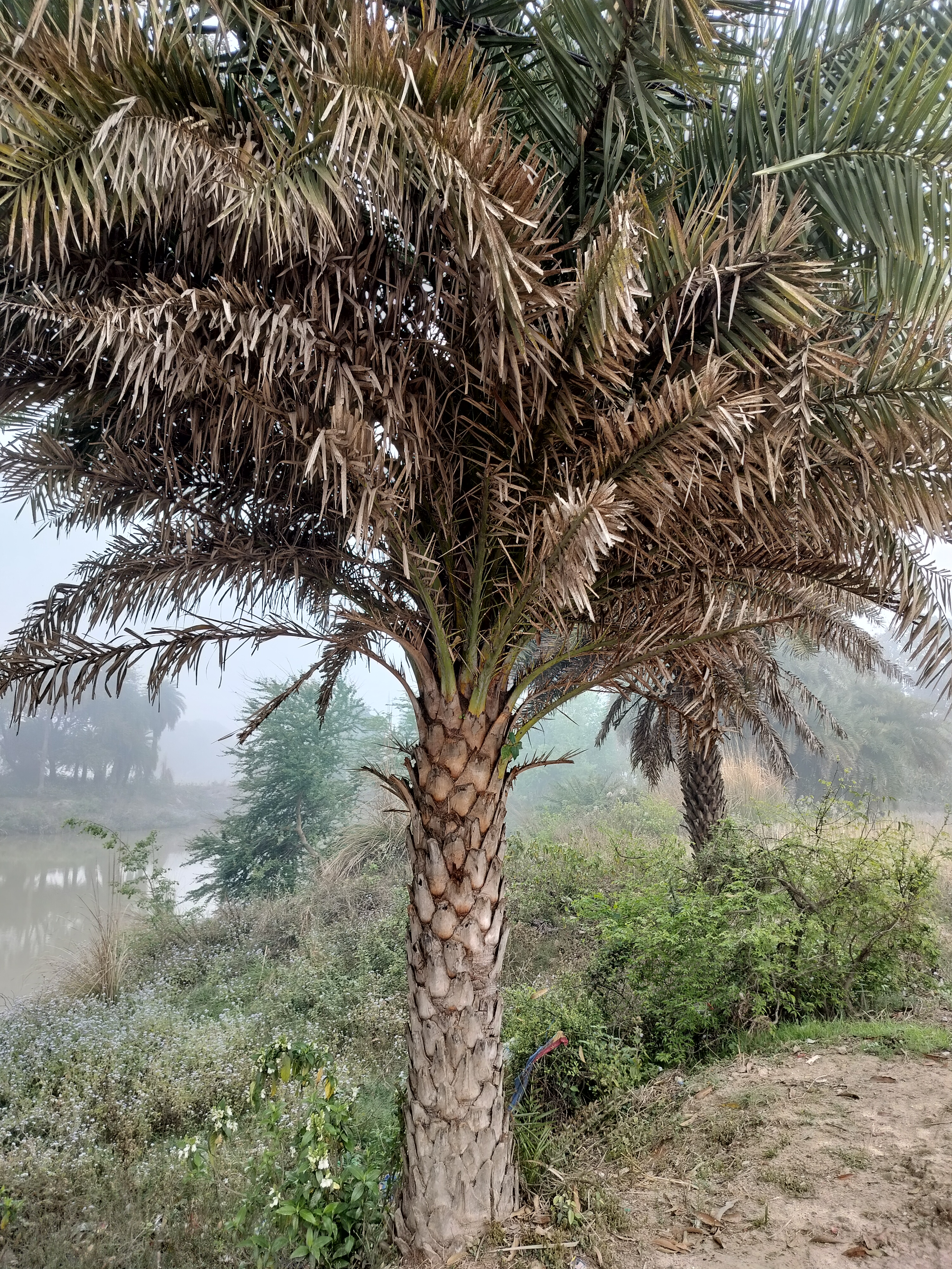 A palm tree with brown, drying fronds stands in the foreground with green shrubbery and a misty river landscape in the background.