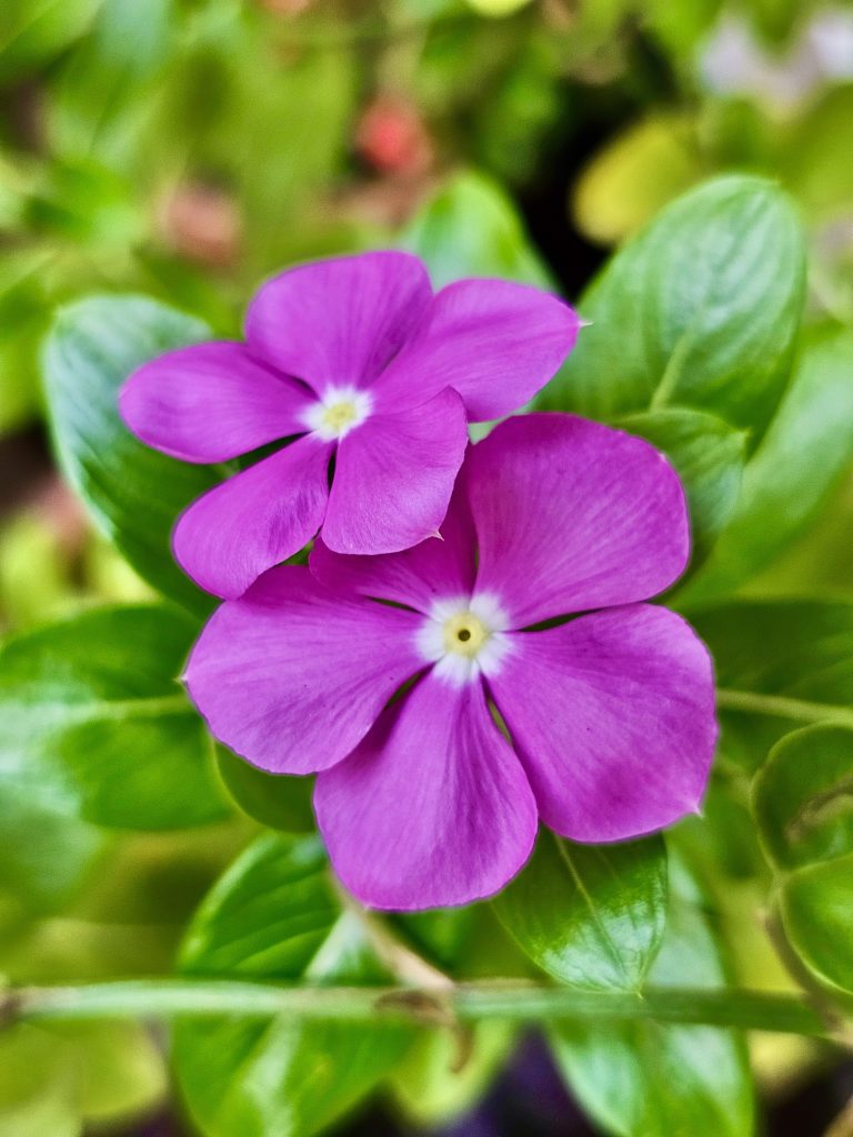 Twin Catharanthus roseus variant flowers from our garden. Perumanna, Kozhikode, Kerala.