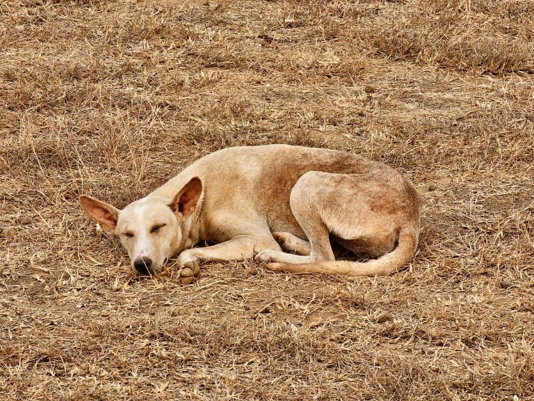 A street dog is sleeping under the evening sun. From Pantheerankav, Kozhikode, Kerala.