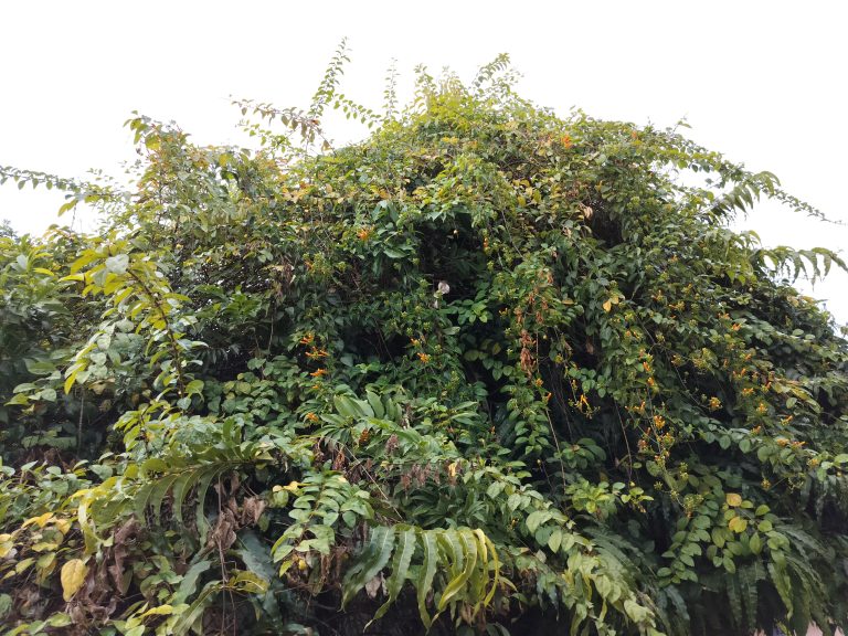 A lush growth of green foliage with interspersed yellow and orange flowers, likely a climbing plant covering a structure underneath, under an overcast sky.