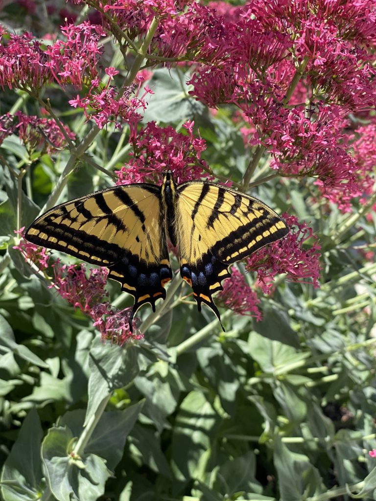 A yellow and black butterfly perched on bright pink flowers surrounded by green foliage.