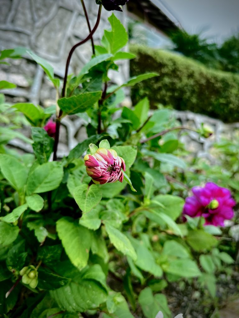 A close-up of a blooming flower with deep pink and white petals, surrounded by green leaves and blurred garden background.