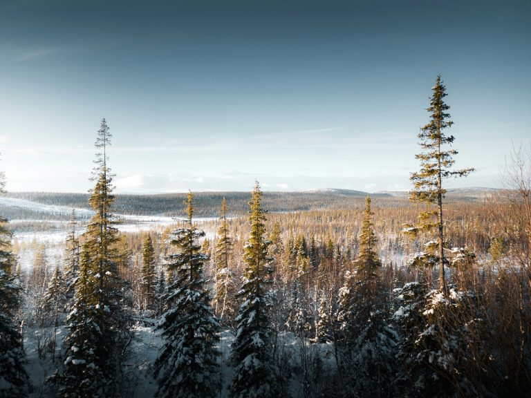 A winter landscape featuring tall coniferous trees with a light dusting of snow, overlooking a valley with distant snow-covered hills under a pale blue sky with wispy clouds.