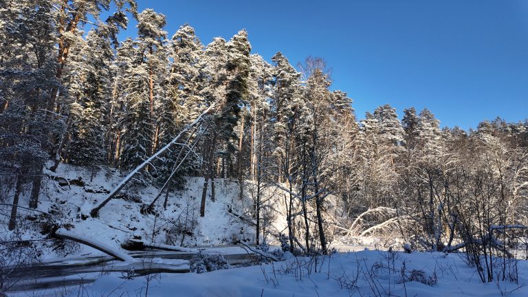 Latvia’s forest in Winter time. Snow, sun, clear sky