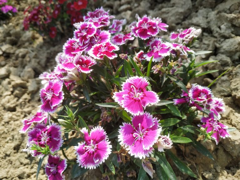 Closeup view of Pink and white mixture flowers.