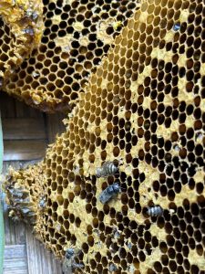 Close-up of a honeycomb structure with several bees on it, displaying the hexagonal cells with various shades of yellow and brown, some cells filled with honey.
