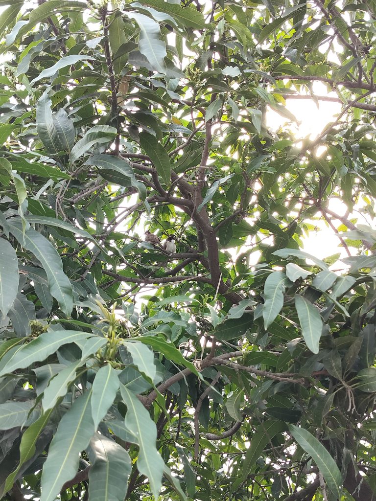 A close-up of a dense mango tree foliage with sun rays peeking through the leaves.