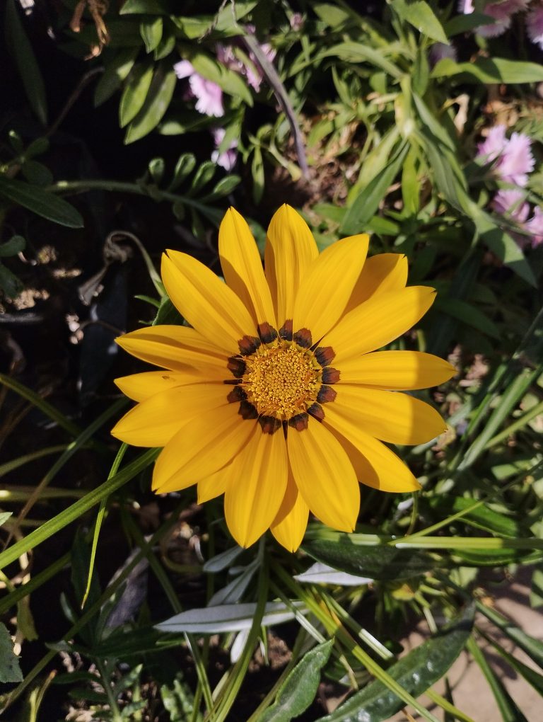 A close-up shot of a yellow sunflower with some purple flowers in the background.