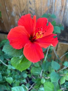 Red Flower with a fence in the background