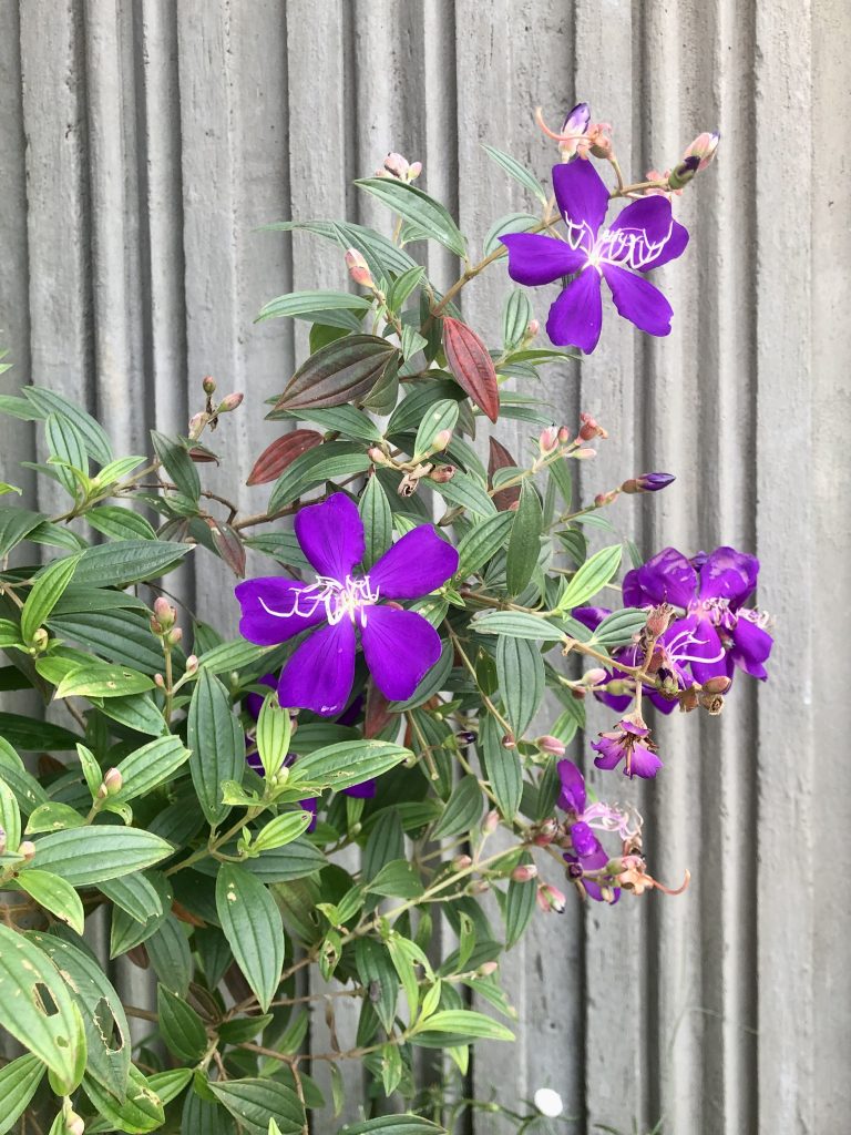 Purple Blossom flowers and green leafs. Some flowers are decayed.