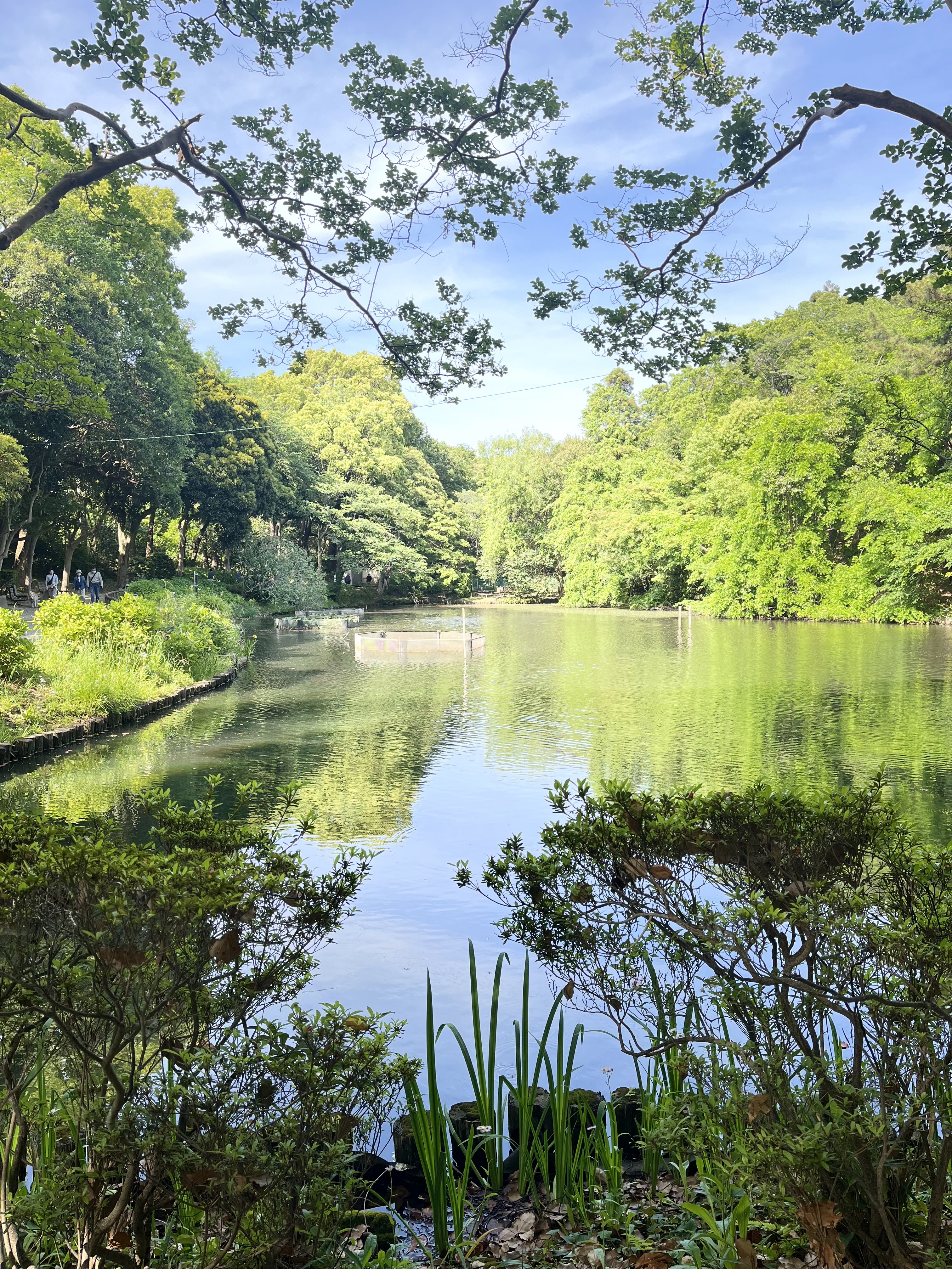 A serene park scene with lush green trees surrounding a calm pond, with overhanging branches at the top and vibrant green foliage and reeds at the water's edge, under a clear blue sky.