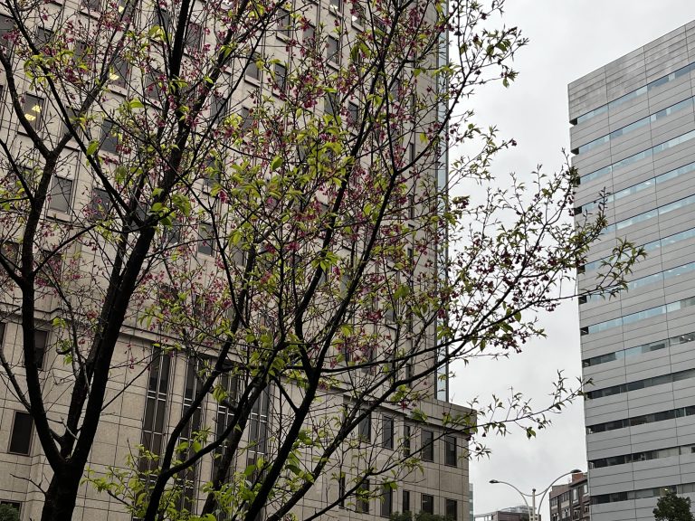 A tree in the foreground with a tall building in the background