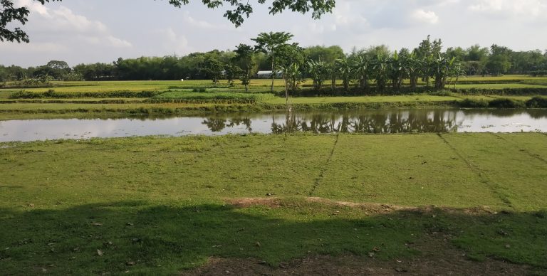 A serene landscape featuring a lush green field with patches of water, young trees, and a line of taller trees in the background under a partially cloudy sky.