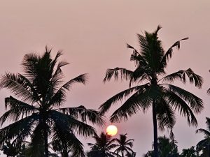 Sunset view in between the coconut leaves. From Pantheerankav, Kozhikode, Kerala.