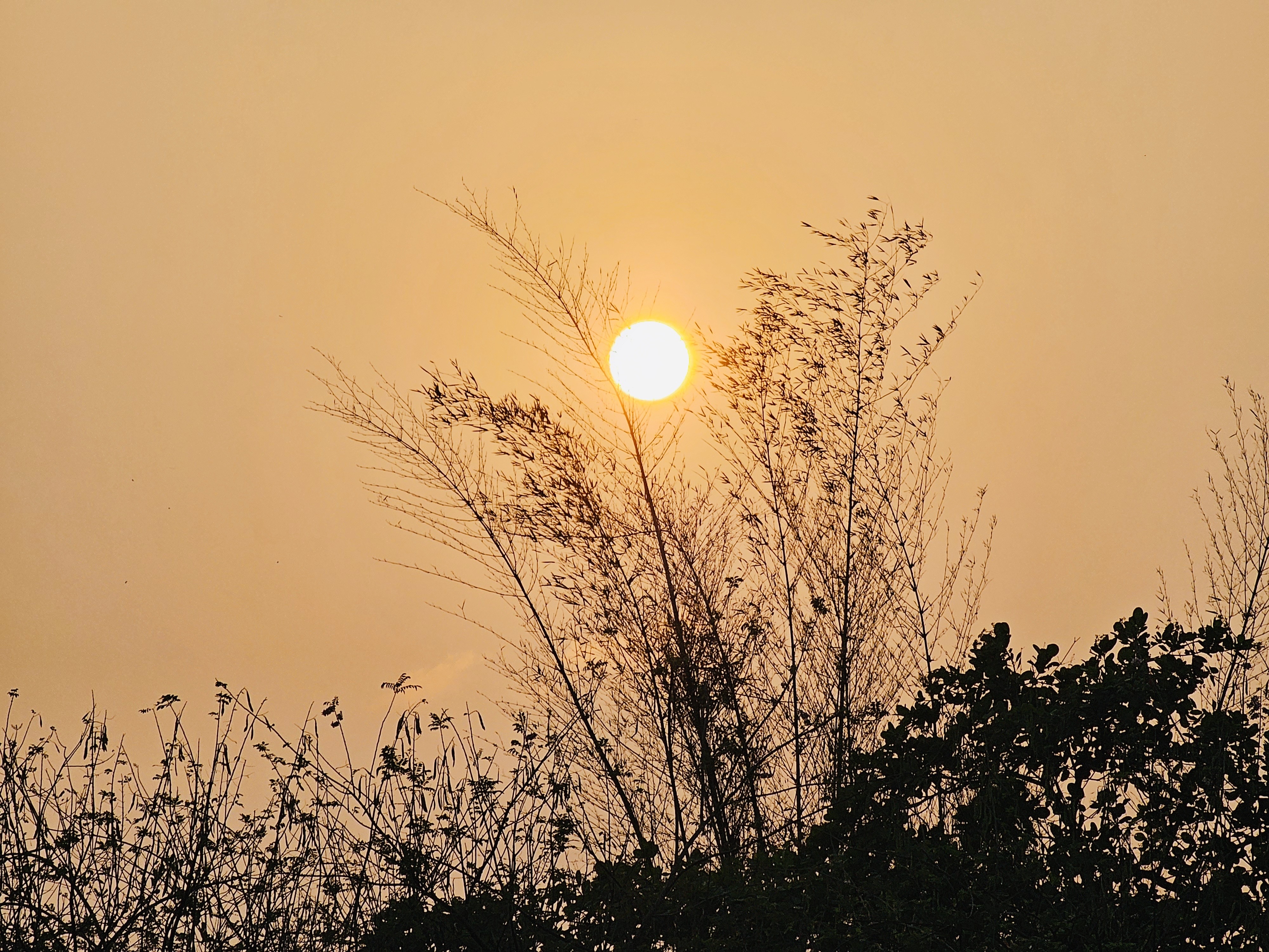 Golden Sunshine in between the bamboo trees. From Pantheerankav, Kozhikode, Kerala.