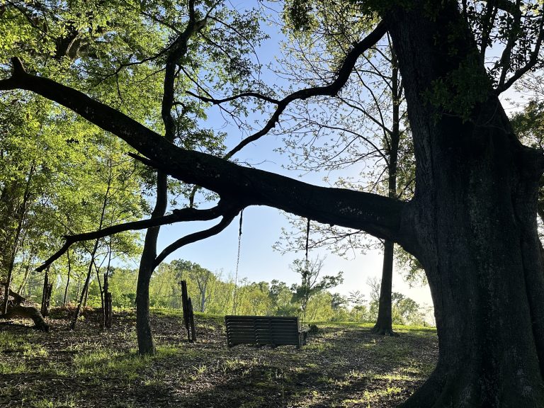 A serene woodland scene with a large tree in the foreground, its long branch stretching horizontally across the image, and a wooden bench swing under the shade of the trees, with dappled sunlight filtering through the foliage.