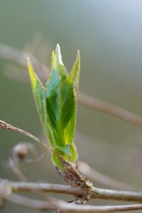 Close-up of the leaf shoots of a Deutia. Light green leaves in indirect sun with brown background.