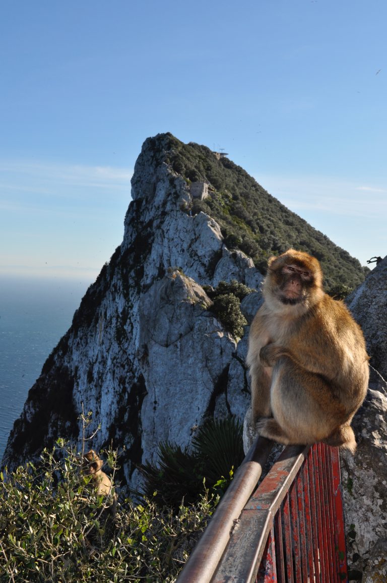 Barbary macaque sitting on a fence rail at the cable car top station in Gibraltar