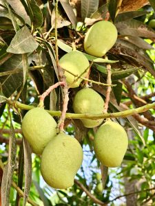 A close view of tender mangoes. From Oorkkadavu bridge, Kozhikode, Kerala.