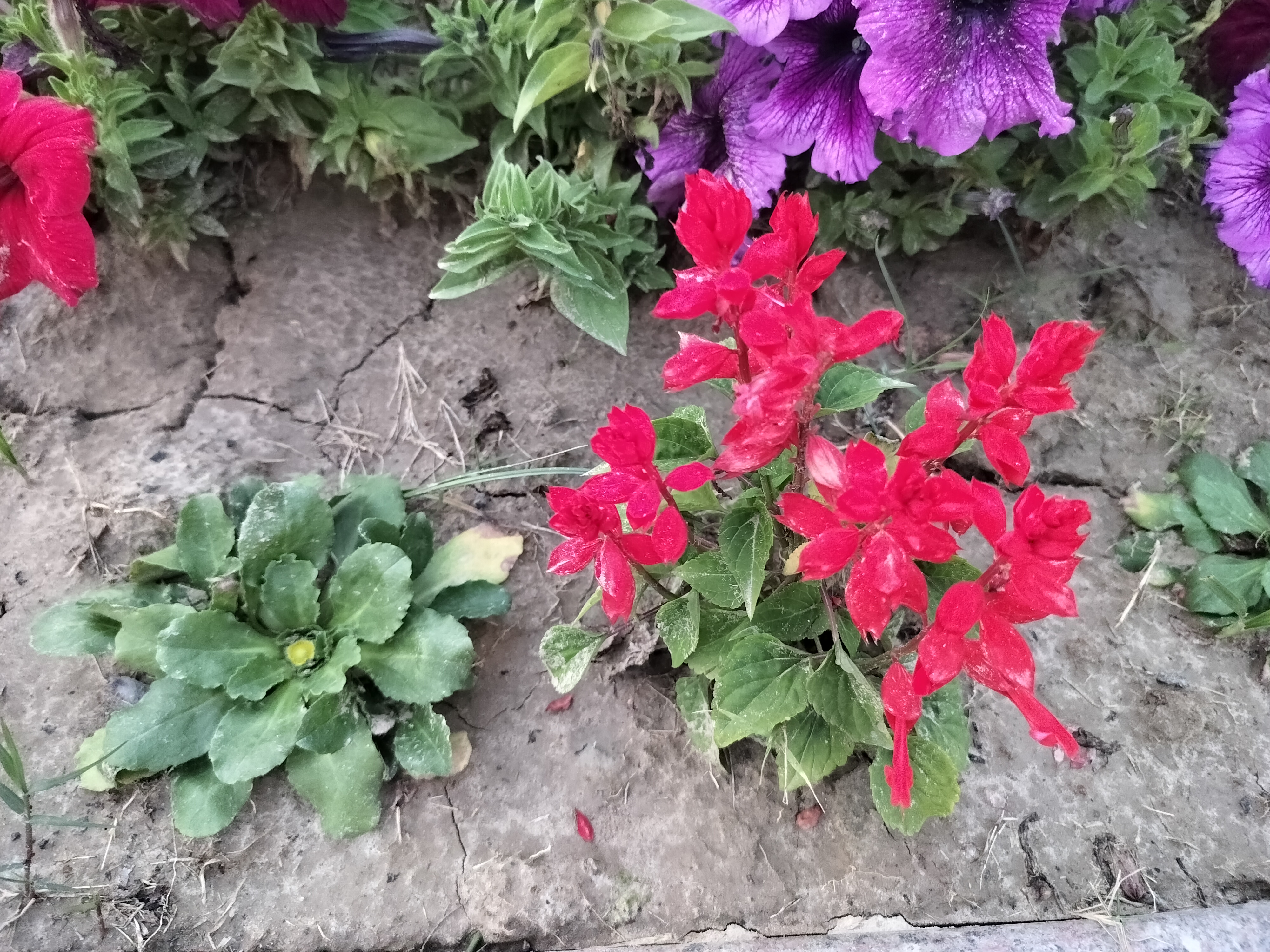 Red and purple flowers