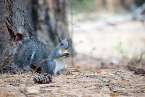 Squirrel, Yosemite