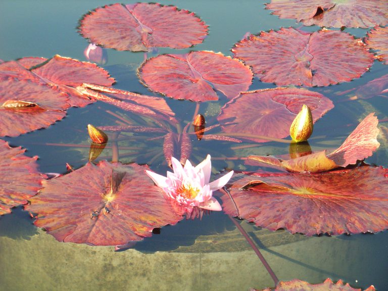 water lily in autumn