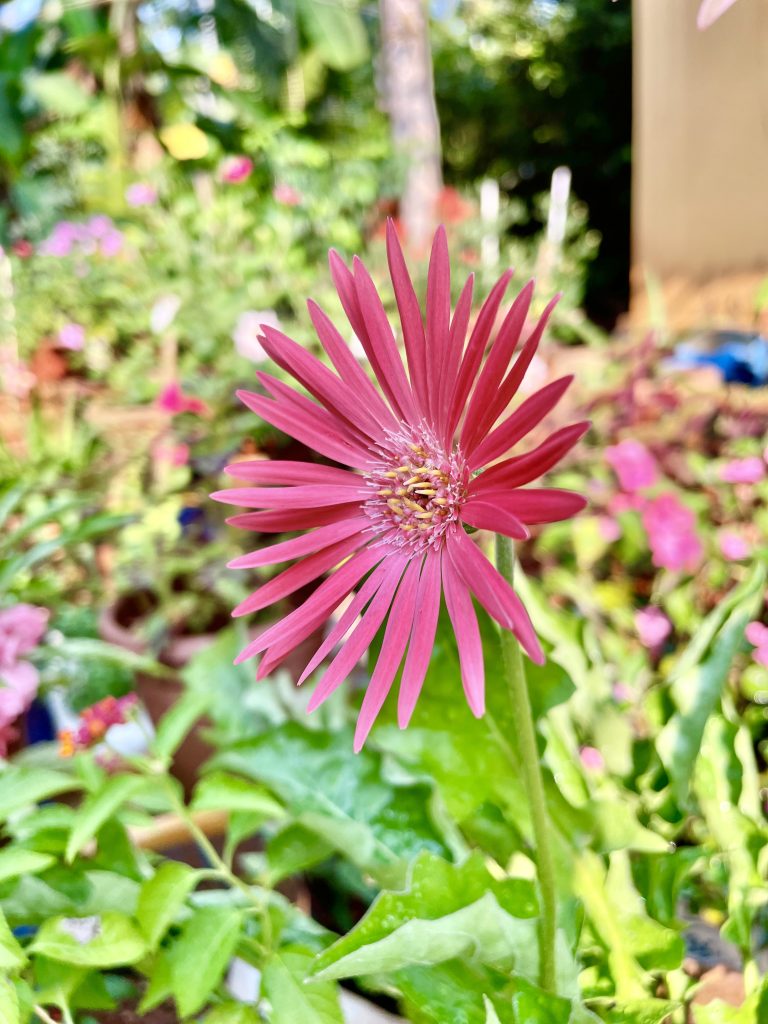 A garden Gerbera jamesonii flower in full bloom. This plant is also known as Barberton daisy, Transvaal daisy, Barbertonse madeliefie or Rooigousblom. From Kolathara, Kozhikode, Kerala