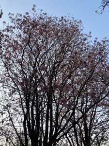 Silhouette of a tree with flowers during spring season in Bangalore
