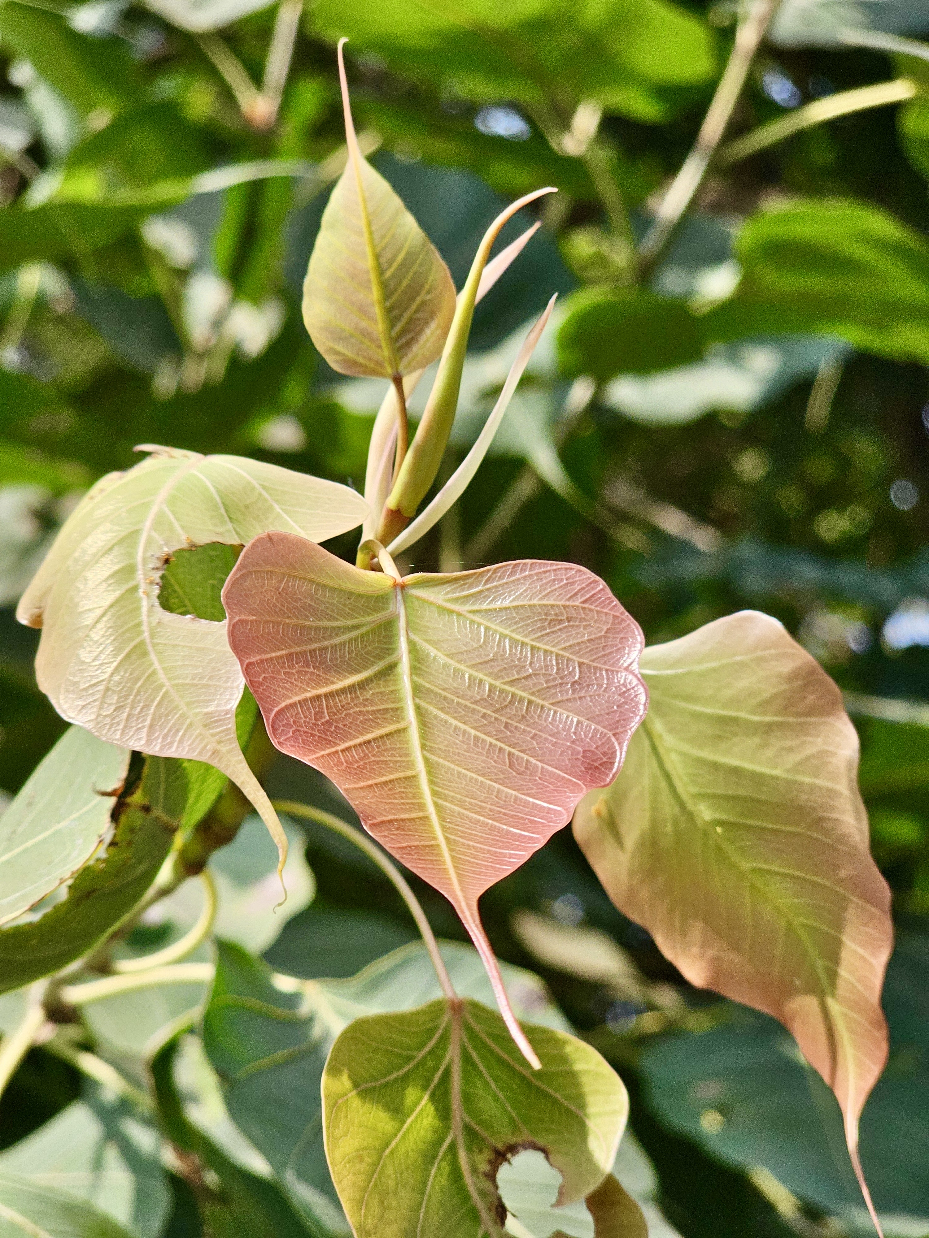 New leaves of Ficus religiosa plant. From Kallai, Kozhikode, Kerala.