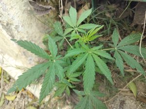 Young cannabis plant growing in natural soil with a blurred background of dry leaves and grass.