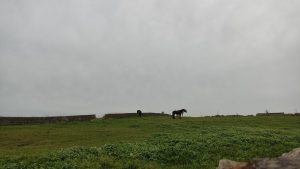 Several horses in a green field on a cloudy day in northern Spain. Different breeds of horses with brown and white colors.
