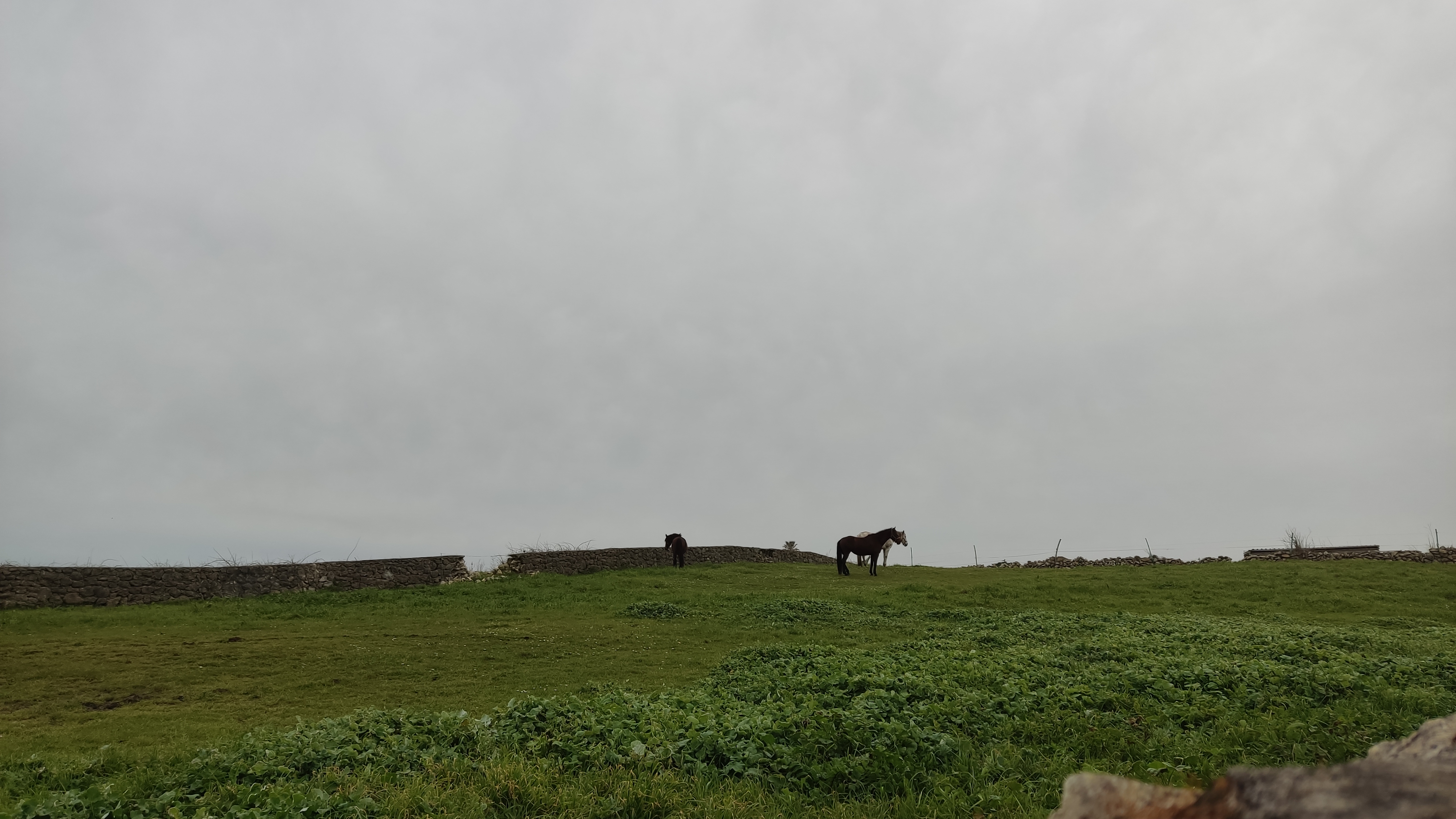 Several horses in a green field on a cloudy day in northern Spain. Different breeds of horses with brown and white colors.