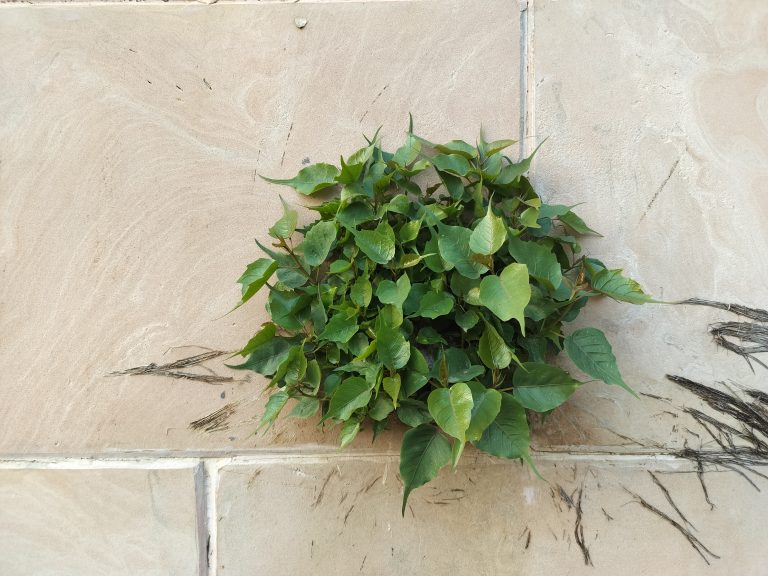 A peepal growing in wall