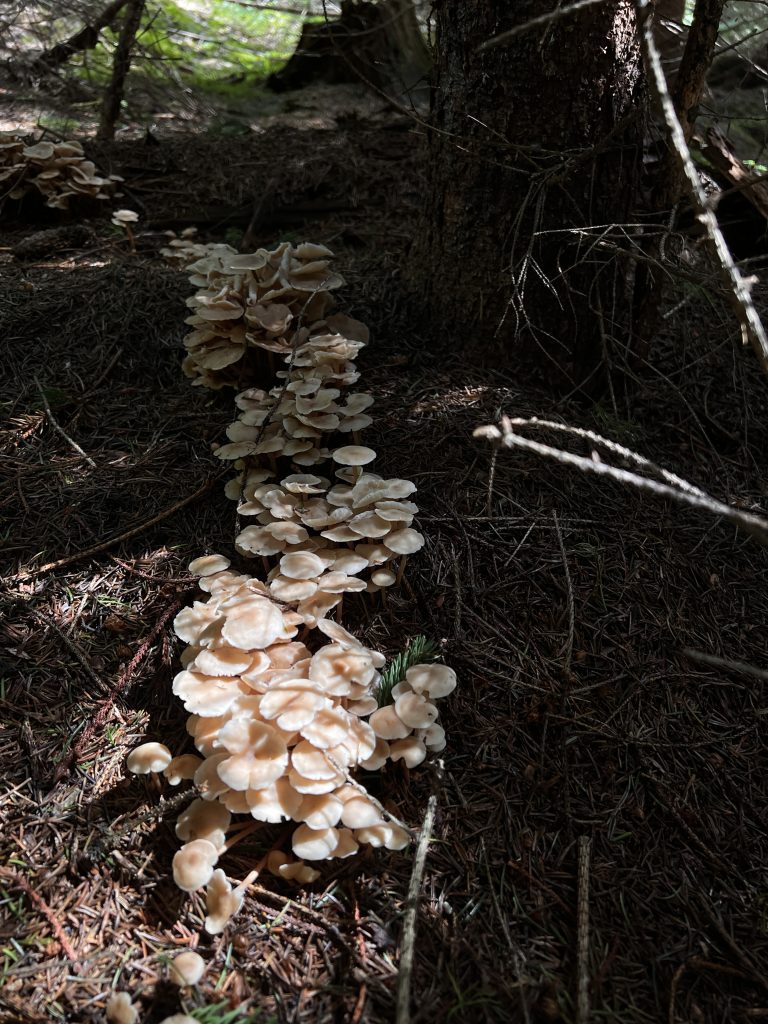 Wild mushrooms in Transylvania.