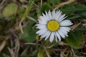 A close up of a white and yellow flower