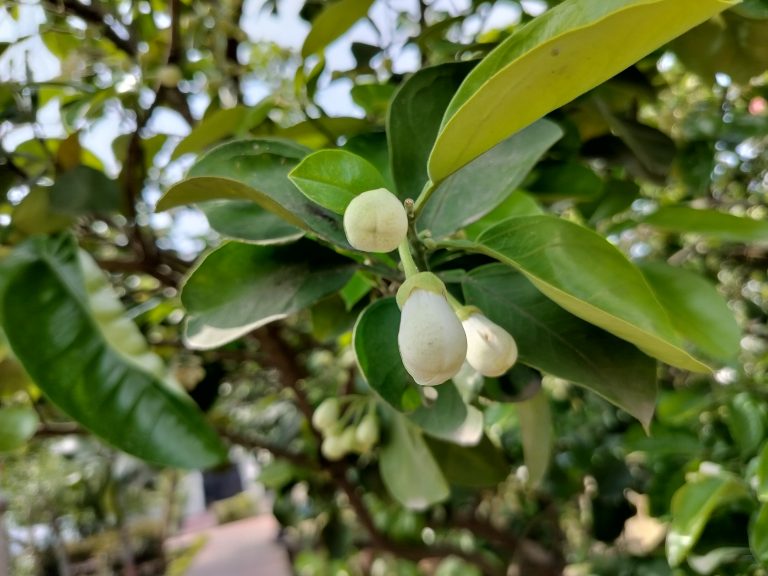 Close-up of white buds on a green-leafed plant with a blurred background of foliage.