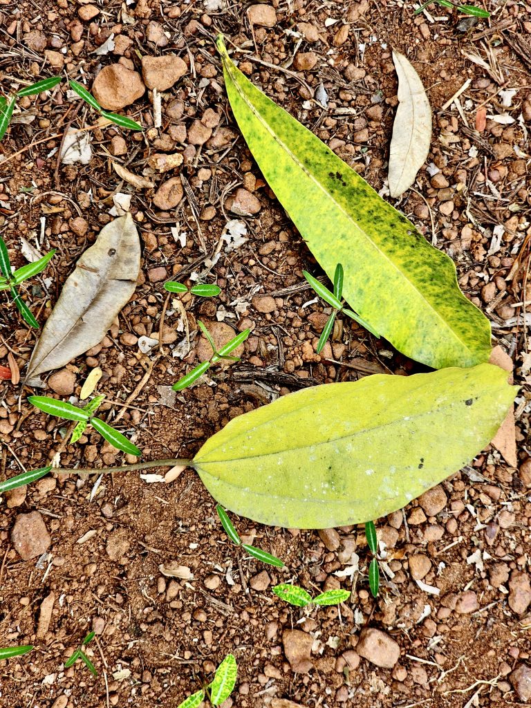 Fallen leaves. From my neighbourhood. Located in Perumanna, Kozhikode, Kerala.