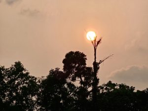 Sun on the top of a dying fishtail plam tree. A sunset view from Pantheerankav, Kozhikode, Kerala. 