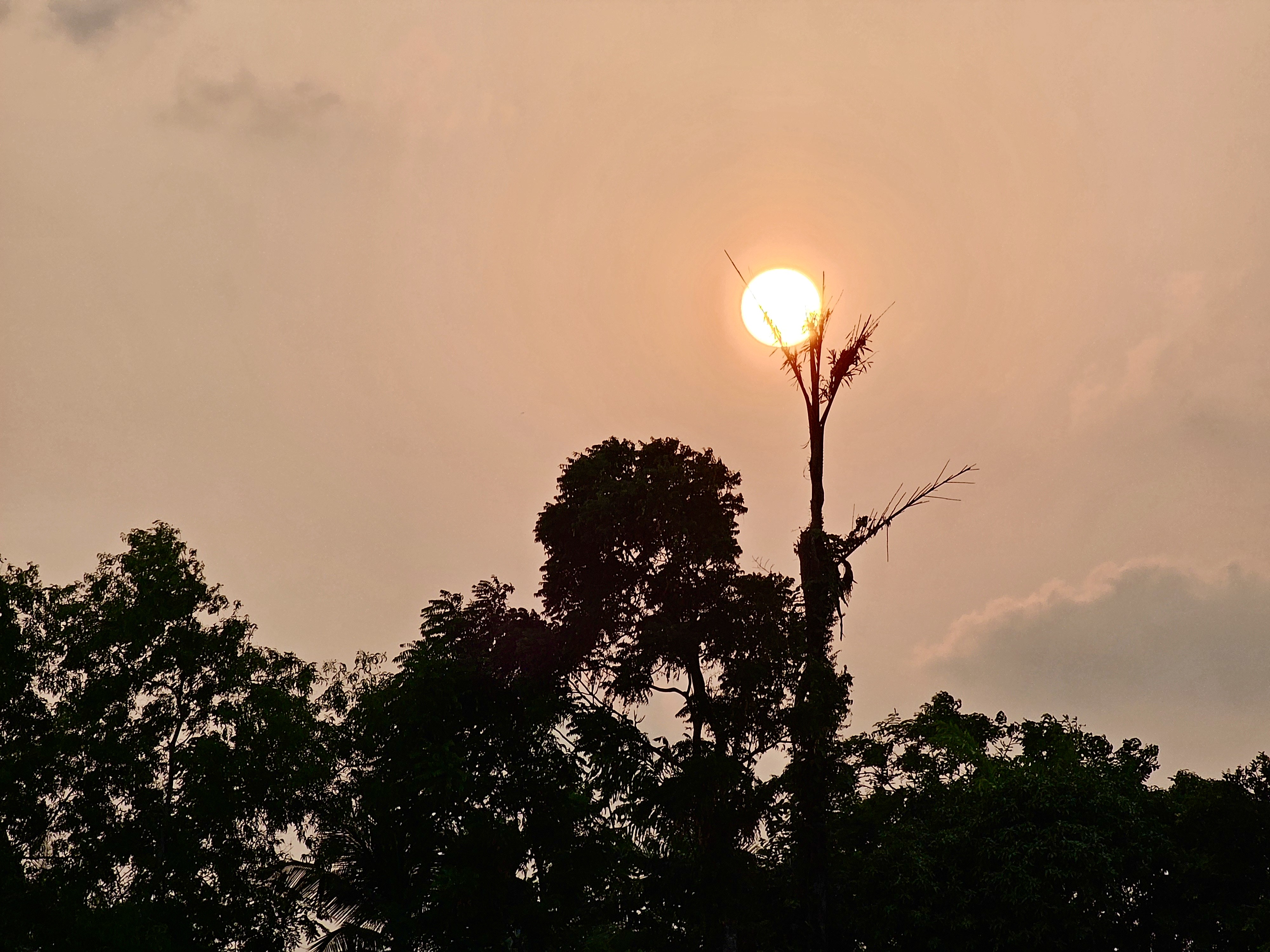 Sun on the top of a dying fishtail plam tree. A sunset view from Pantheerankav, Kozhikode, Kerala.