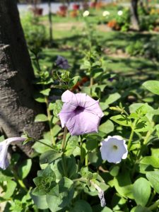 A close-up of a pale purple petunia flower with a blurred background showcasing green foliage and additional flowers in a garden setting.