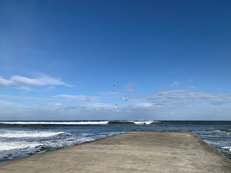 千葉県長生郡白子町　古所海水浴場　飛び立つカモメ　/　Seagull in flight at Furudokoro Beach, Shirako Town, Chosei-gun, Chiba Prefecture