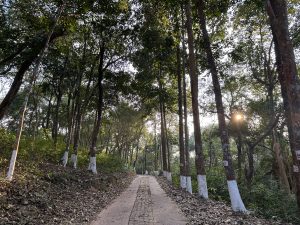 View larger photo: Forest with sunshine at sreemongol Bangladesh